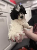 Ellie, a female Shihpoo and Shichon for sale in Lynchburg, VA – Photo 6 of 6