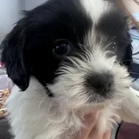 Female Shichonpoo, a female Shihpoo and Shichon for sale in Lynchburg, VA – Photo 3 of 6