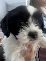 Ellie, a female Shihpoo and Shichon for sale in Lynchburg, VA – Photo 3 of 6
