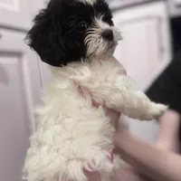 Female Shichonpoo, a female Shihpoo and Shichon for sale in Lynchburg, VA – Photo 5 of 6