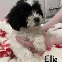 Female Shichonpoo, a female Shihpoo and Shichon for sale in Lynchburg, VA – Photo 1 of 6