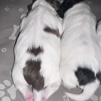 Female Shichonpoo, a female Shihpoo and Shichon for sale in Lynchburg, VA – Photo 4 of 6