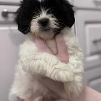 Female Shichonpoo, a female Shihpoo and Shichon for sale in Lynchburg, VA – Photo 2 of 7