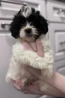 Sprout, a female Shihpoo and Shichon for sale in Lynchburg, VA – Photo 2 of 7