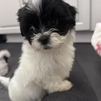 Female Shichonpoo, a female Shihpoo and Shichon for sale in Lynchburg, VA – Photo 7 of 7