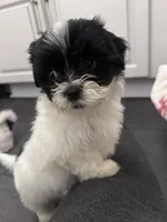 Sprout, a female Shihpoo and Shichon for sale in Lynchburg, VA – Photo 7 of 7
