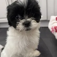 Female Shichonpoo, a female Shihpoo and Shichon for sale in Lynchburg, VA – Photo 6 of 7