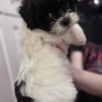 Female Shichonpoo, a female Shihpoo and Shichon for sale in Lynchburg, VA – Photo 3 of 7