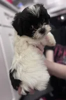 Sprout, a female Shihpoo and Shichon for sale in Lynchburg, VA – Photo 3 of 7