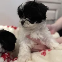Female Shichonpoo, a female Shihpoo and Shichon for sale in Lynchburg, VA – Photo 5 of 7