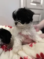 Sprout, a female Shihpoo and Shichon for sale in Lynchburg, VA – Photo 5 of 7