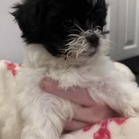 Female Shichonpoo, a female Shihpoo and Shichon for sale in Lynchburg, VA – Photo 1 of 7
