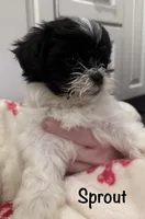 Sprout, a female Shihpoo and Shichon for sale in Lynchburg, VA – Photo 1 of 7