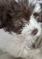 Male Shichonpoo, a male Shihpoo and Shichon for sale in Lynchburg, VA – Photo 3 of 4