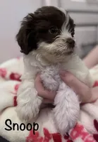Male Shichonpoo, a male Shihpoo and Shichon for sale in Lynchburg, VA – Photo 2 of 4