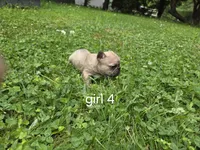 Tiny, a female French Bulldog for sale in Mapleton, ME – 3 of 3