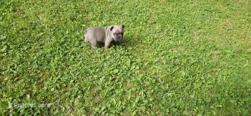 Girl 1 – French Bulldog puppy for sale in Mapleton, ME