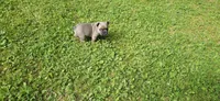 Girl 1, a female French Bulldog for sale in Mapleton, ME – 1 of 2