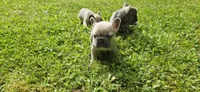 Dj, a male French Bulldog for sale in Mapleton, ME – 3 of 3