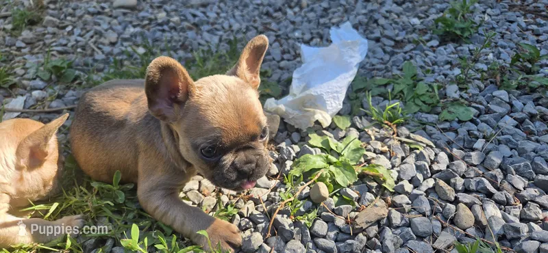 Girl 1 – French Bulldog puppy for sale in Mapleton, ME