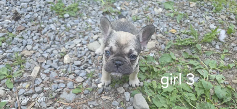 Girl 3 – French Bulldog puppy for sale in Mapleton, ME