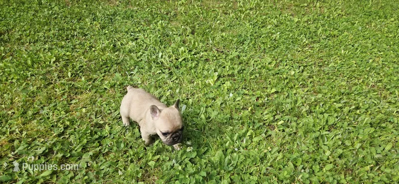 Tiny – French Bulldog puppy for sale in Mapleton, ME