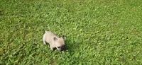 Tiny, a female French Bulldog for sale in Mapleton, ME – 1 of 3