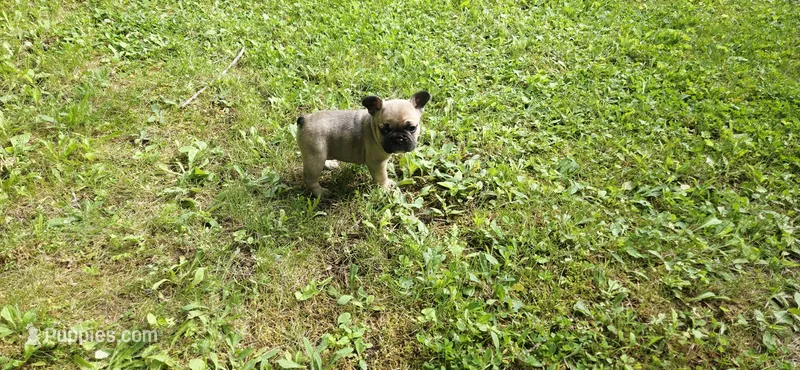 Girl 3 – French Bulldog puppy for sale in Mapleton, ME