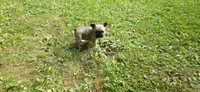 Girl 3, a female French Bulldog for sale in Mapleton, ME – 1 of 3
