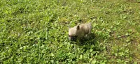 Tiny, a female French Bulldog for sale in Mapleton, ME – 2 of 3