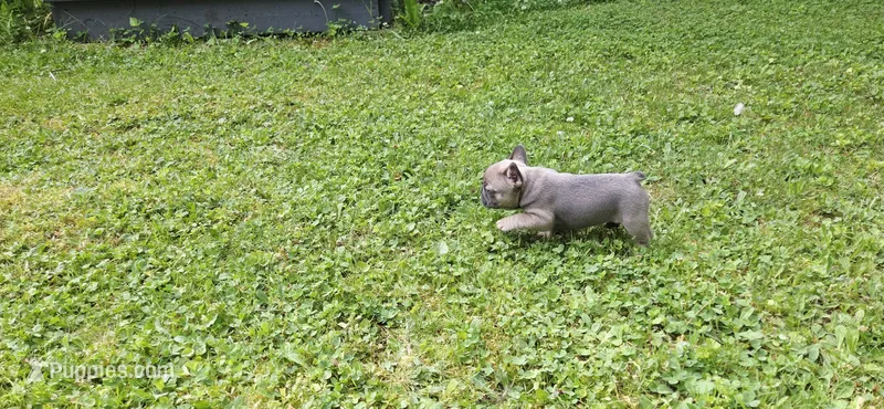 Ashes – French Bulldog puppy for sale in Mapleton, ME