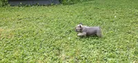 Ashes, a female French Bulldog for sale in Mapleton, ME – 1 of 3
