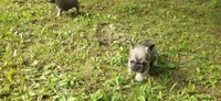 Girl 3, a female French Bulldog for sale in Mapleton, ME – 2 of 3