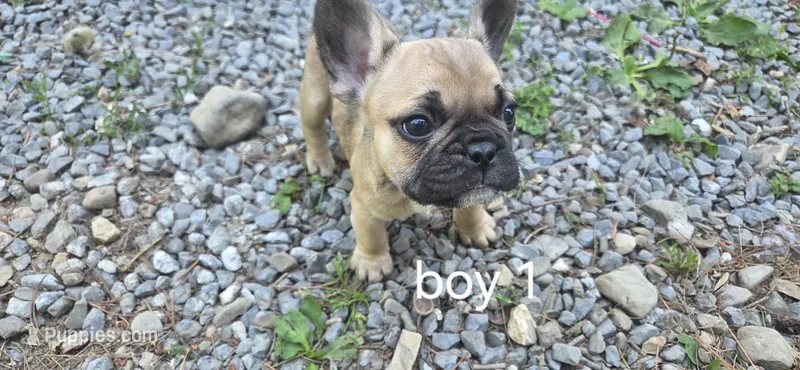 Chonk – French Bulldog puppy for sale in Mapleton, ME