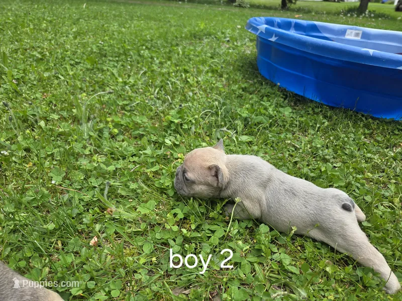 Dj – French Bulldog puppy for sale in Mapleton, ME