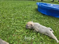 Dj, a male French Bulldog for sale in Mapleton, ME – 1 of 3