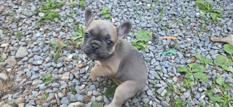 Ashes – French Bulldog puppy for sale in Mapleton, ME