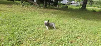 Girl 3, a female French Bulldog for sale in Mapleton, ME – 3 of 3