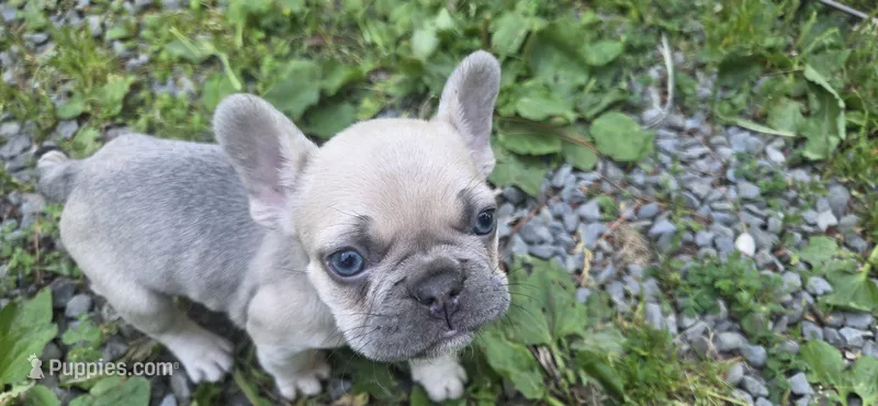 Dj – French Bulldog puppy for sale in Mapleton, ME