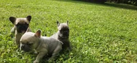 Ashes, a female French Bulldog for sale in Mapleton, ME – 2 of 3