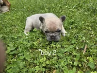 Dj, a male French Bulldog for sale in Mapleton, ME – 2 of 3