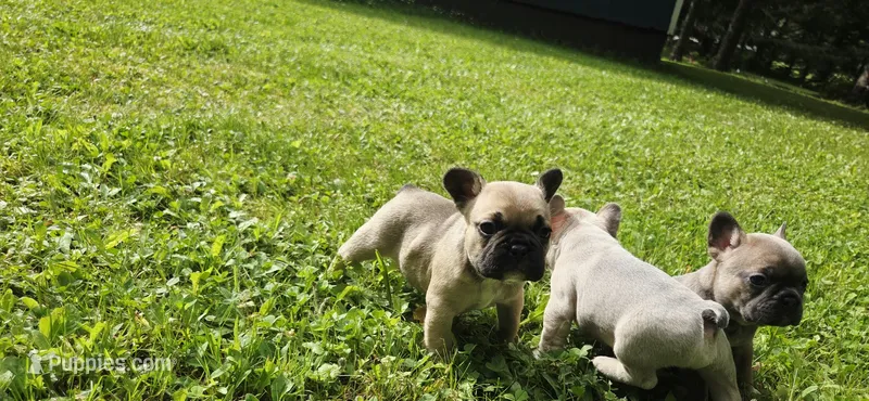 Chonk – French Bulldog puppy for sale in Mapleton, ME