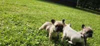 Chonk, a male French Bulldog for sale in Mapleton, ME – 1 of 1