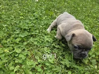 Girl 1, a female French Bulldog for sale in Mapleton, ME – 2 of 2