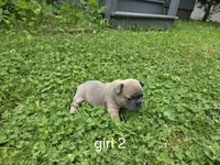 Ashes, a female French Bulldog for sale in Mapleton, ME – 3 of 3