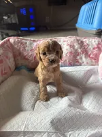 Polaris, a female Cavapoo for sale in Marysville, WA – 1 of 2