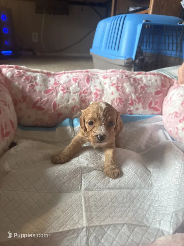 Bunny – Cavapoo puppy for sale in Marysville, WA