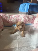 Bunny, a female Cavapoo for sale in Marysville, WA – 1 of 1