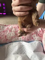 Socks, a female Cavapoo for sale in Marysville, WA – 2 of 2