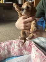 Polaris, a female Cavapoo for sale in Marysville, WA – 2 of 2